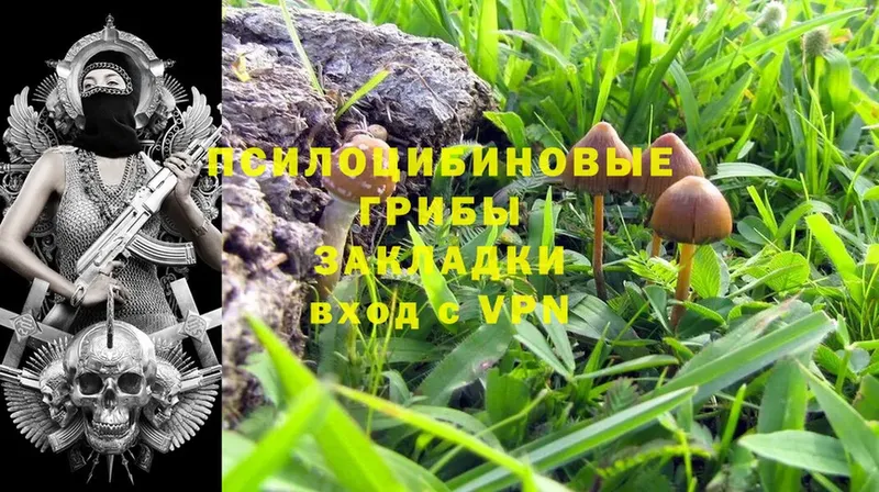 купить  цена  Бугульма  Псилоцибиновые грибы MAGIC MUSHROOMS 